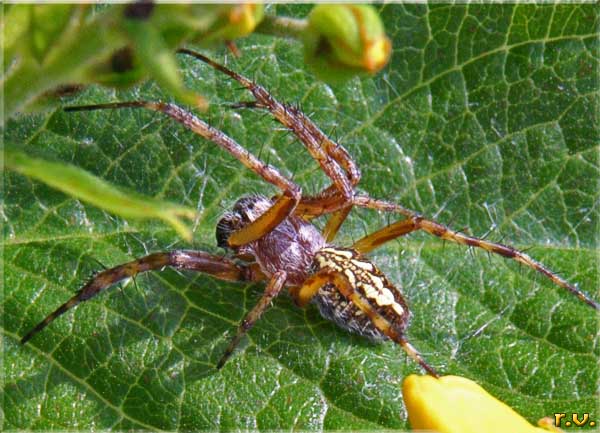  Aculepeira armida  Araneidae 