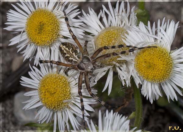  Aculepeira ceropegia  Araneidae 