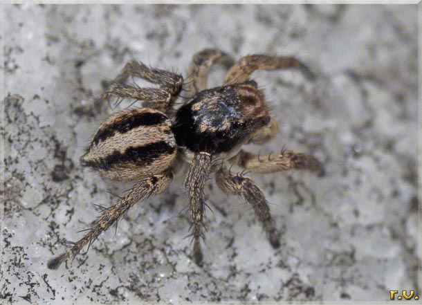  Aelurillus v-insignitus  Salticidae 