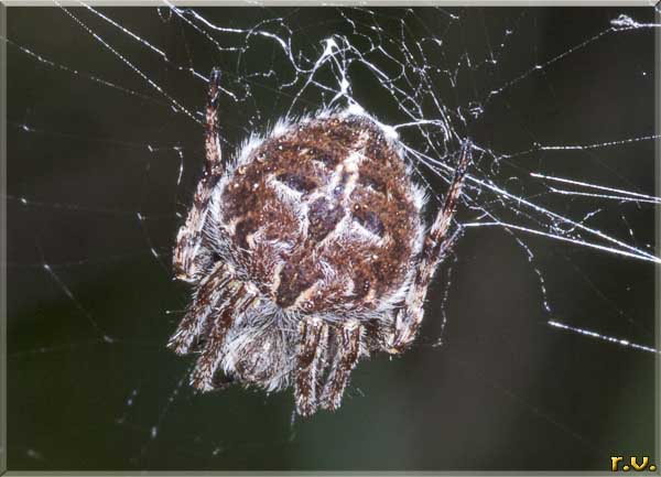 Agalenatea redii  Araneidae 