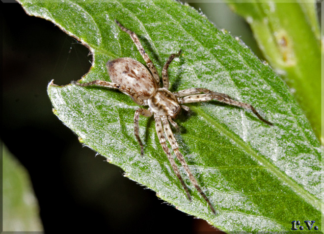  Anyphaena accentuata  Anyphaenidae 