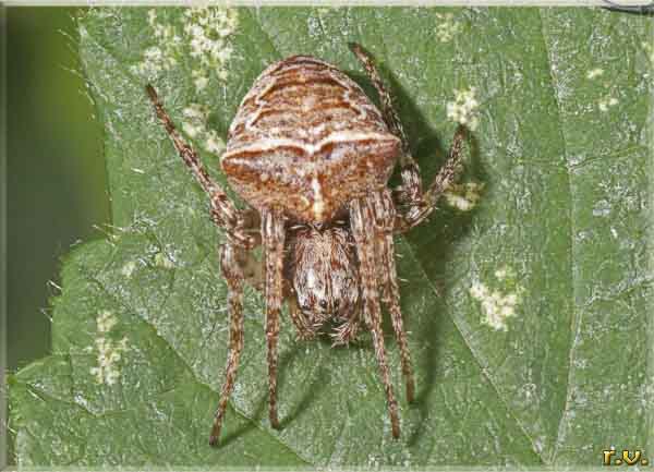  Araneus angulatus  Araneidae 