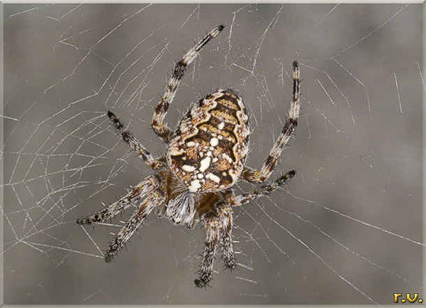 Ragno crociato Araneus diadematus  Araneidae 