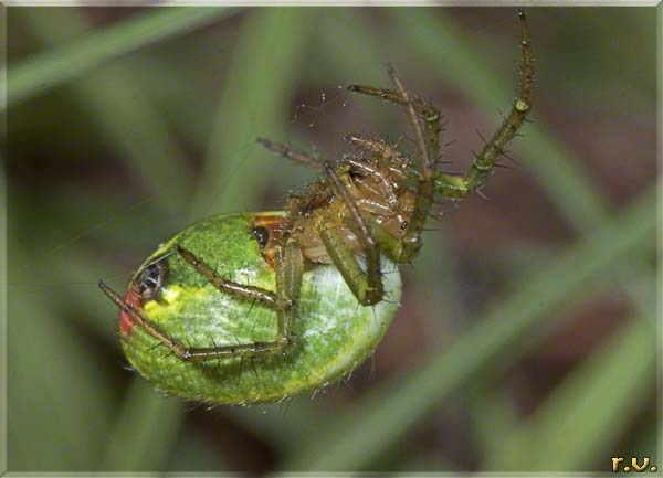  Araniella cucurbitina  Araneidae 