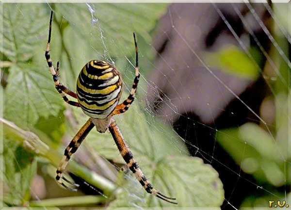 ragno vespa Argiope bruennichi  Araneidae 