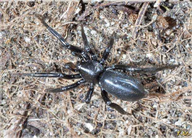  Callilepis nocturna  Gnaphosidae 