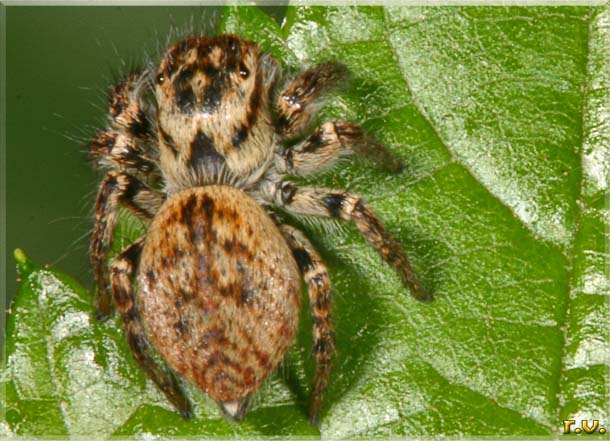  Carrhotus xanthogramma  Salticidae 