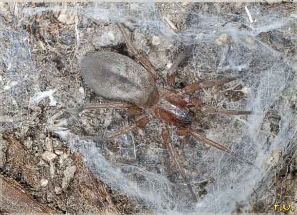  Clubiona reclusa  Clubionidae 