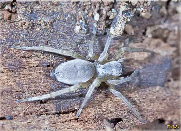  Clubiona stagnatilis  Clubionidae 