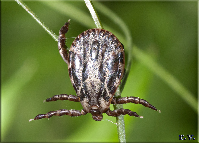 zecca della pecora Dermacentor marginatus  Ixodidae 