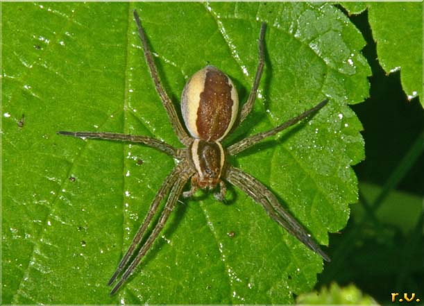  Dolomedes fimbriatus  Pisauridae 