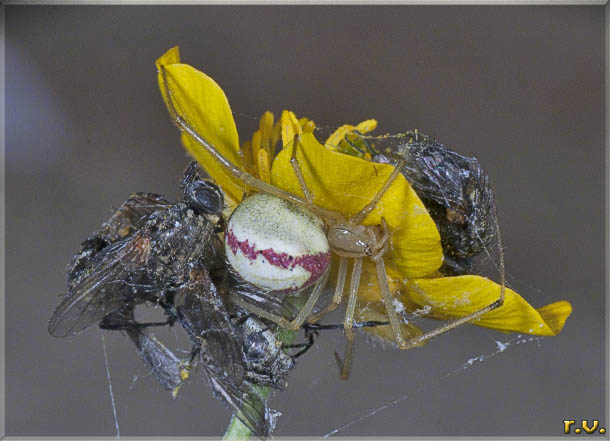 Enoplognatha ovata  Theridiidae 