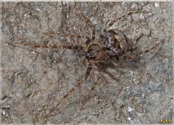  Ero furcata  Mimetidae 