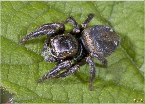  Evarcha arcuata  Salticidae 