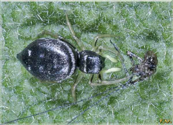  Heliophanus cupreus  Salticidae 