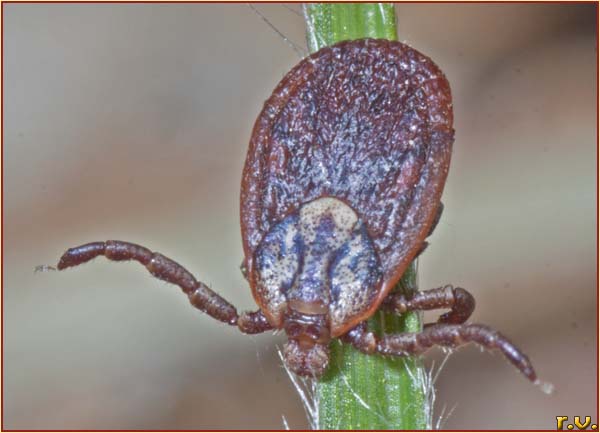 zecca Ixodes ricinus  Ixodidae 
