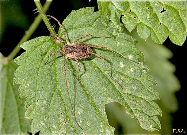  Lacinius ephippiatus  Opilionidae 