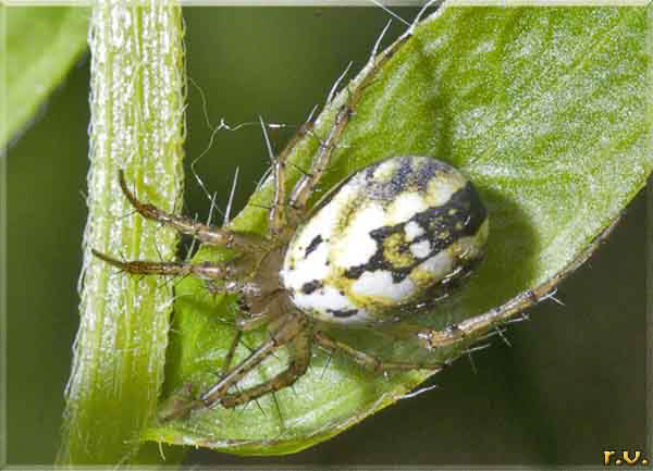  Mangora acalypha  Araneidae 