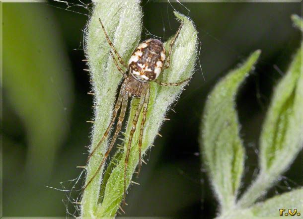  Metellina mengei  Tetragnathidae 