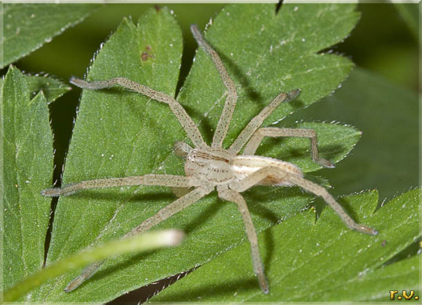  Micrommata rosea  Sparassidae 