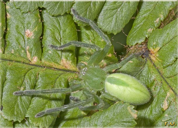  Micrommata virescens  Sparassidae 