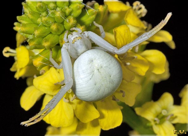 Ragno granchio Misumena vatia  Thomisidae 