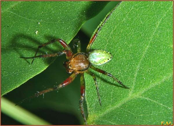  Misumenops tricuspidatus  Thomisidae 