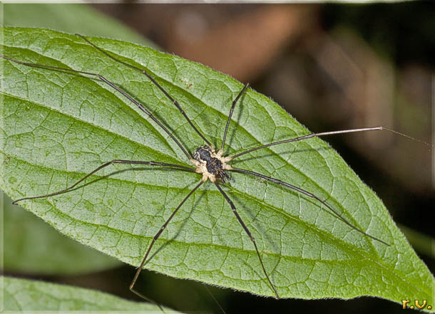  Mitopus morio  Opilionidae 
