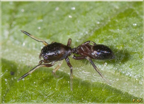  Myrmarachne formicaria  Salticidae 