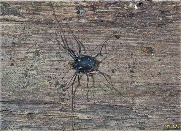  Nemastoma lugubre  Opilionidae 