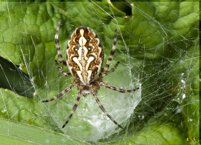  Neoscona adianta  Araneidae 