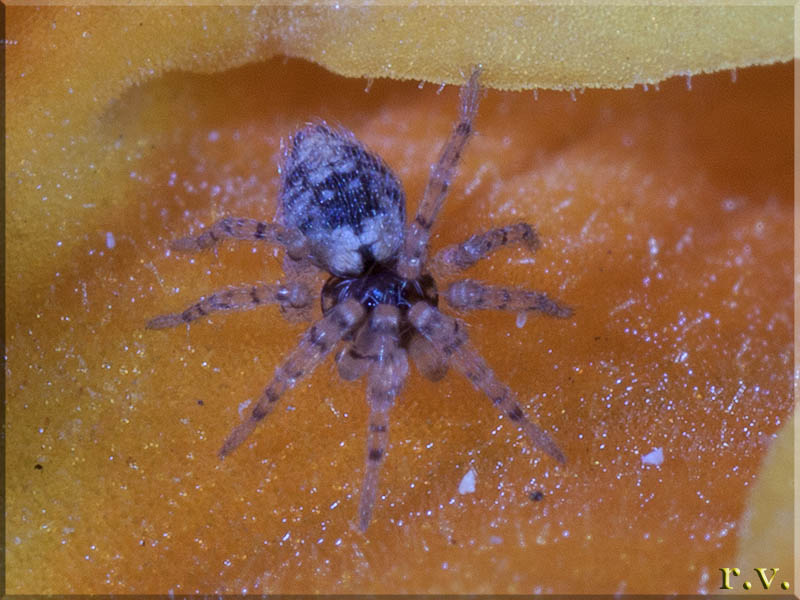  Oecobius maculatus  Oecobiidae 