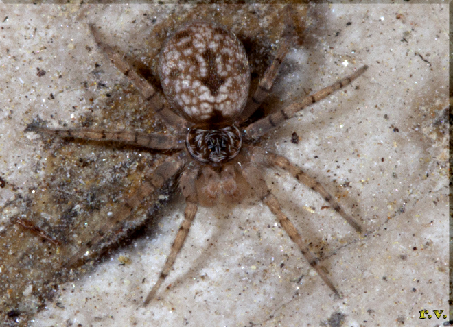  Oecobius navus  Oecobiidae 