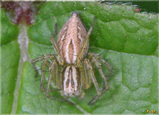  Oxypes lineatus  Oxyopidae 