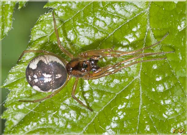  Pachygnatha listeri  Tetragnathidae 