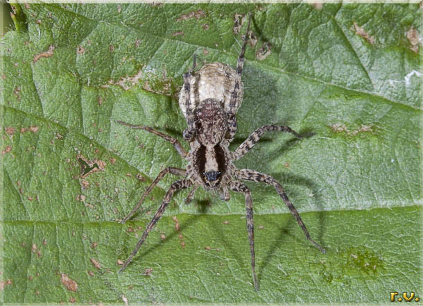  Pardosa amentata  Lycosidae 