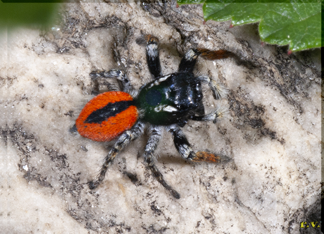  Philaeus chrysops  Salticidae 