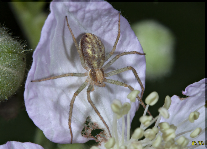  Philodromus rufus  Philodromidae 