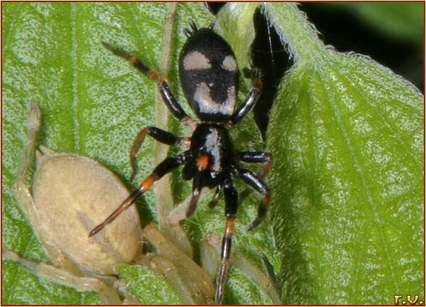  Poecilochroa conspicua  Gnaphosidae 