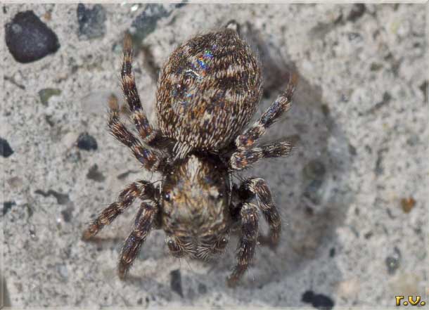  Pseudeuophrys erratica  Salticidae 