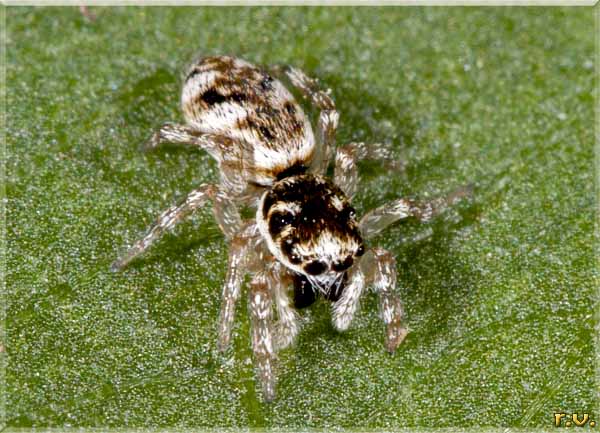  Salticus cingulatus  Salticidae 