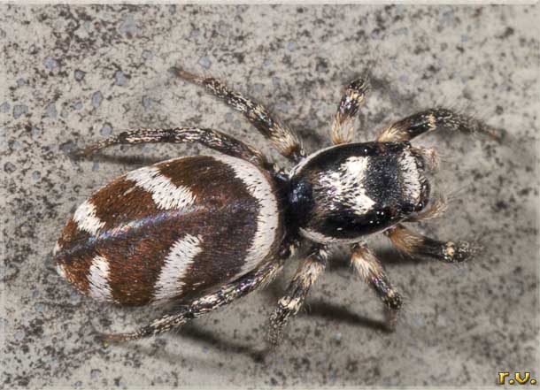 Ragno arlecchino Salticus scenicus  Salticidae 