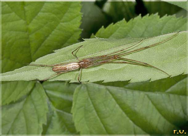  Tetragnatha extensa  Tetragnathidae 