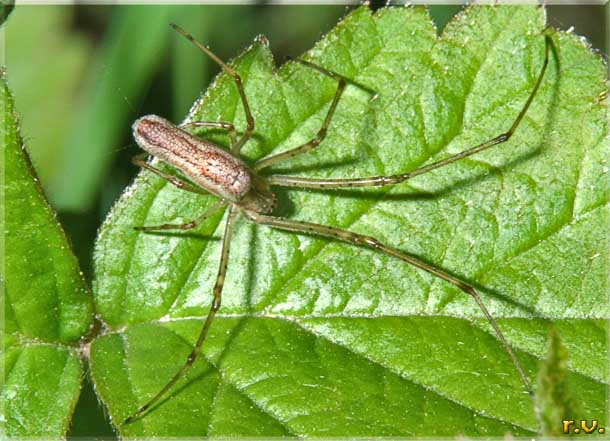  Tetragnatha montana  Tetragnathidae 