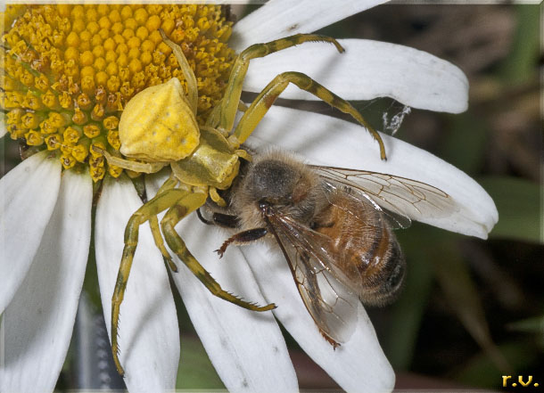  Thomisus onustus  Thomisidae 