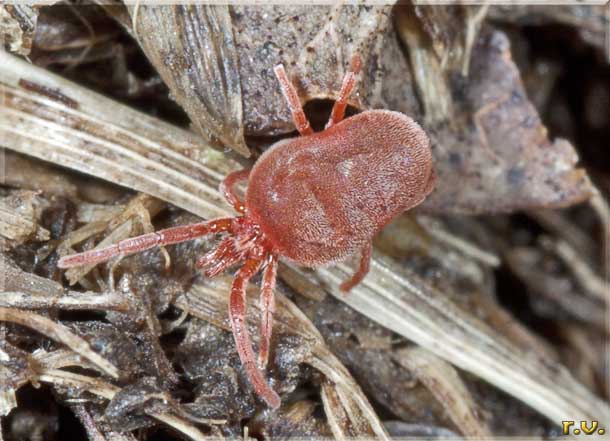 ragnetto rosso Trombidium holosericeum  Trombidiidae 