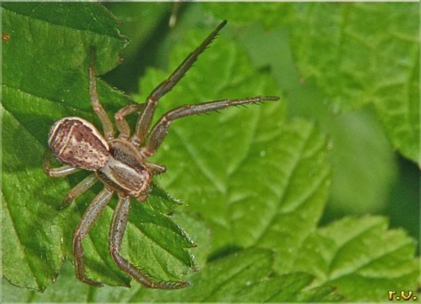  Xysticus cristatus  Thomisidae 