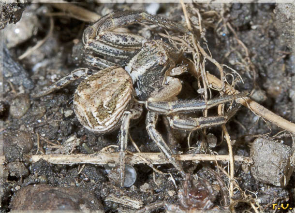  Xysticus erraticus  Thomisidae 