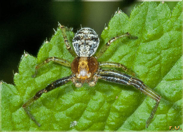  Xysticus lanio  Thomisidae 