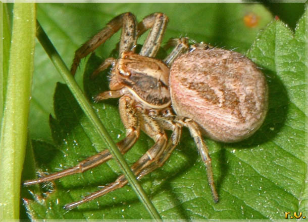  Xysticus striatipes  Thomisidae 